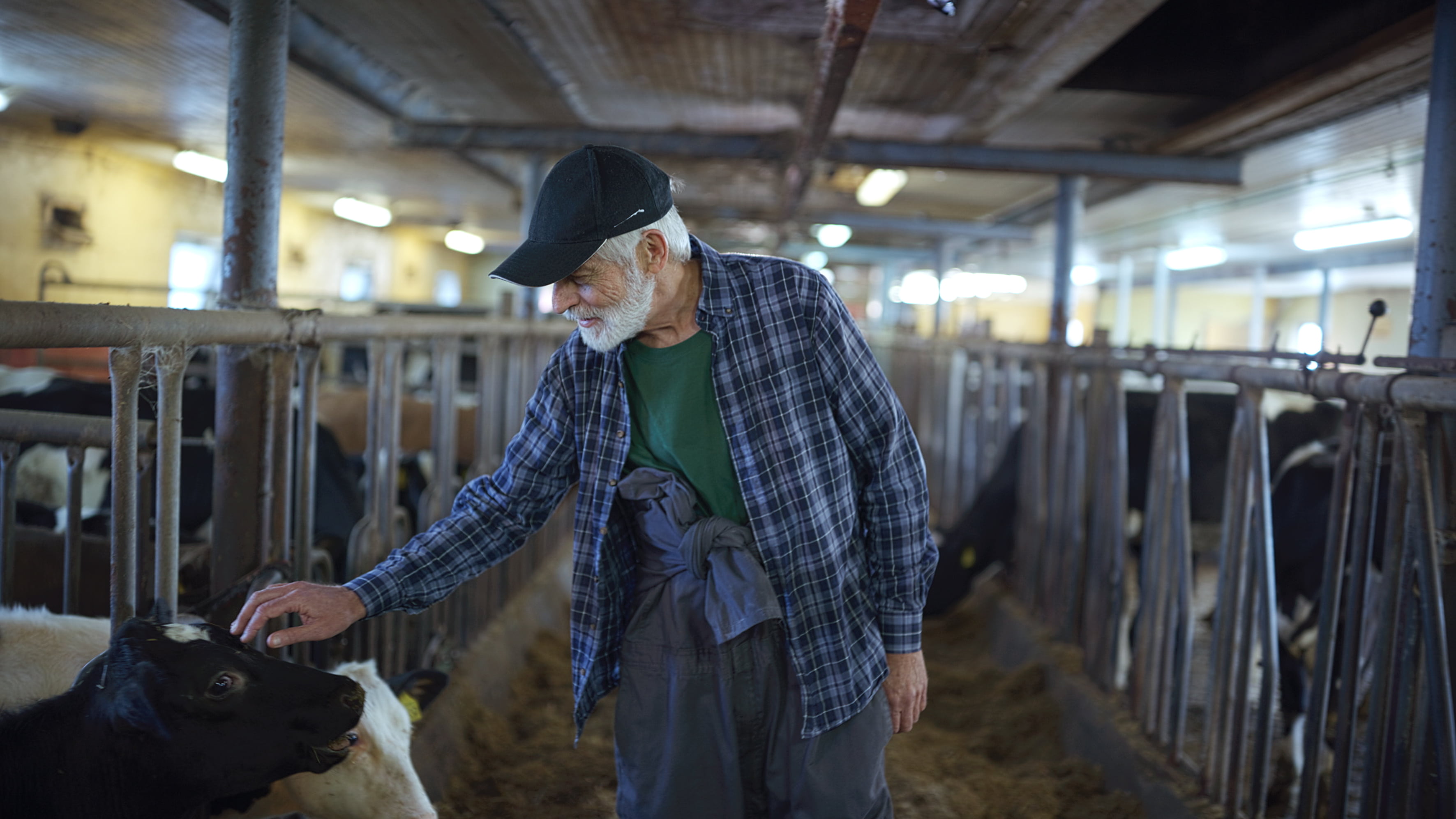 Bonde hilser på ku i låve