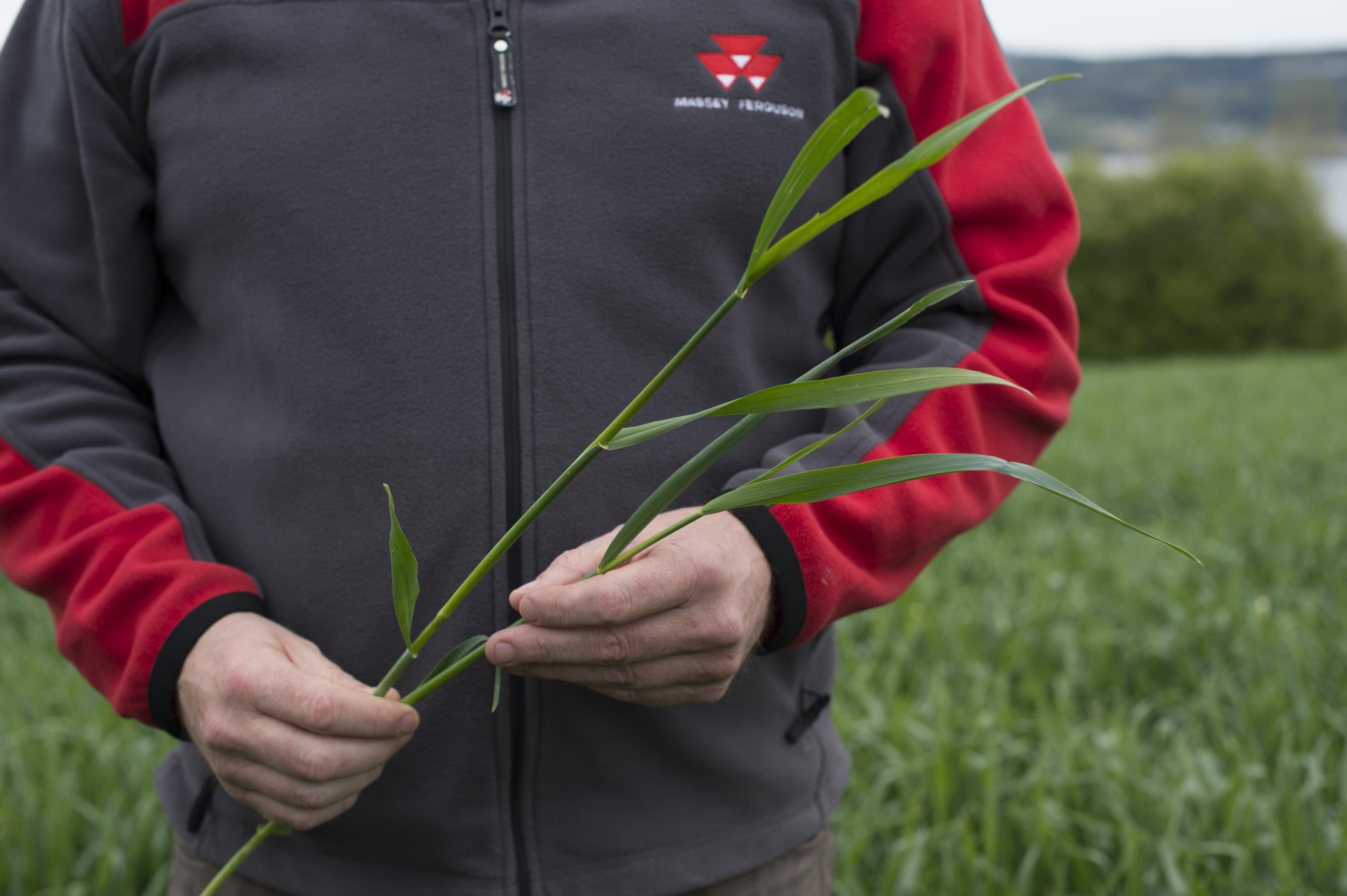 Nærbilde av bonde holder strå. foto